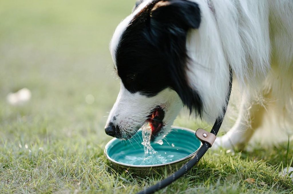 chien boit beaucoup d'eau