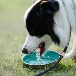 Le chien qui a une soif excessive