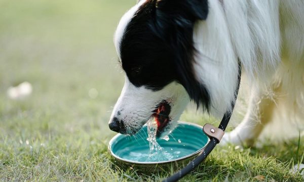 Le chien qui a une soif excessive