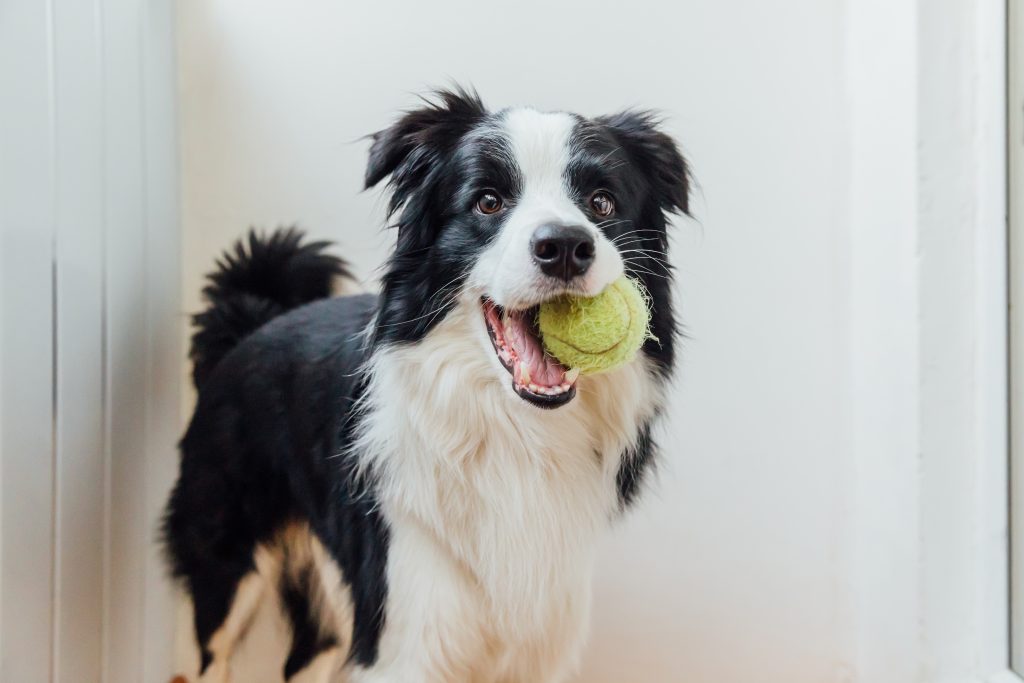 Chien border collie