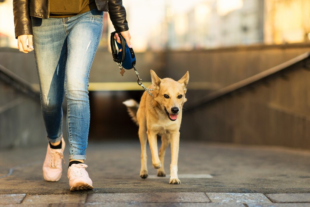 Chien qui sort du métro