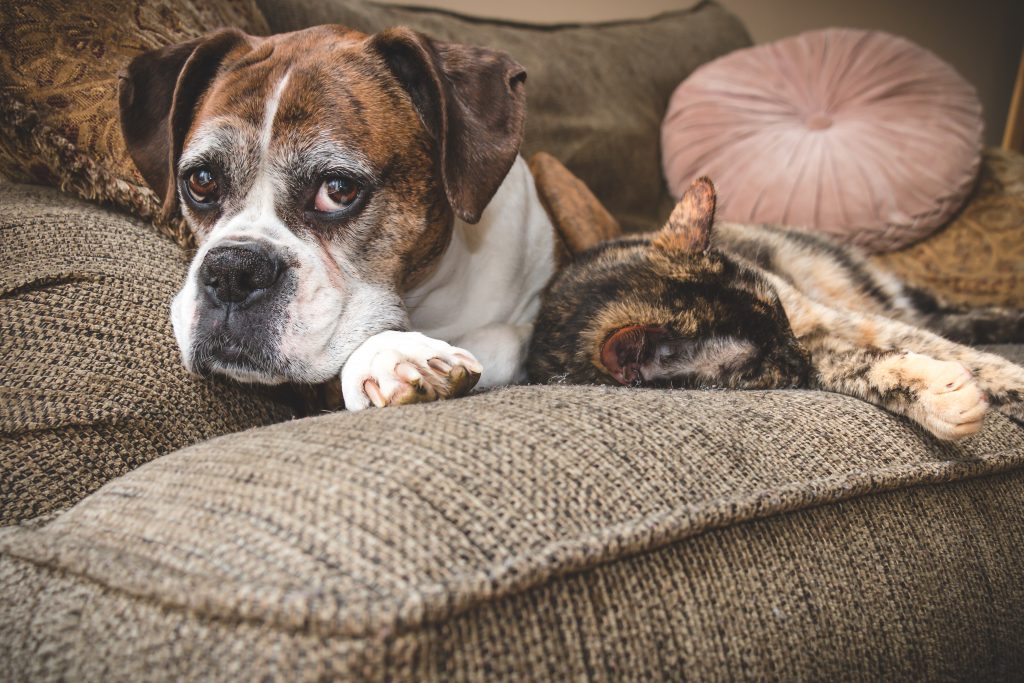 Chien âgé type bouledogue à côté d'un chat sur le canapé