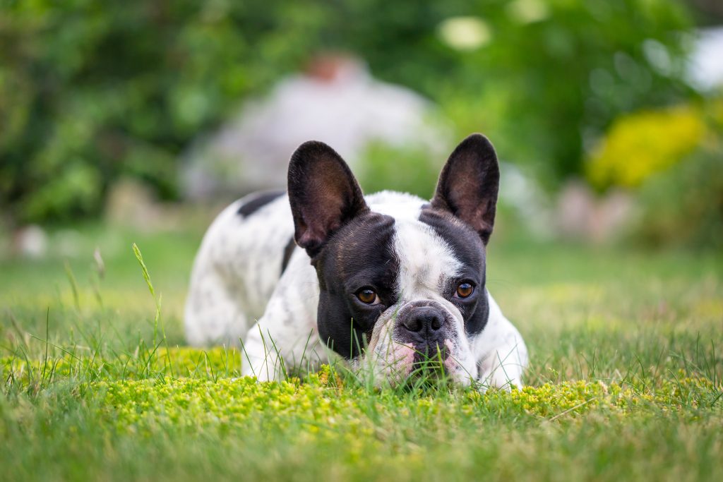 Bouledogue français dans un jardin