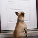 Le chien qui aboie durant les absences de son maître