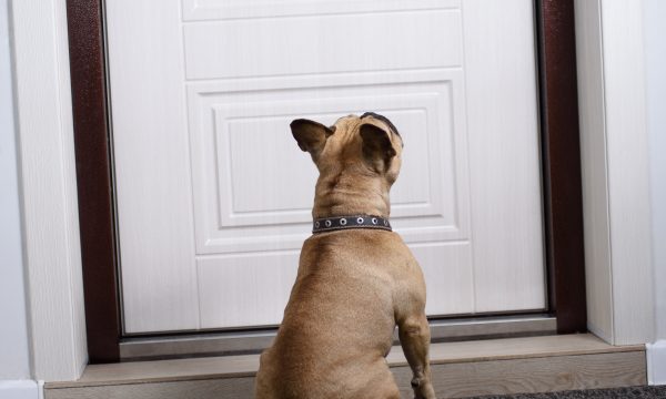 Le chien qui aboie durant les absences de son maître