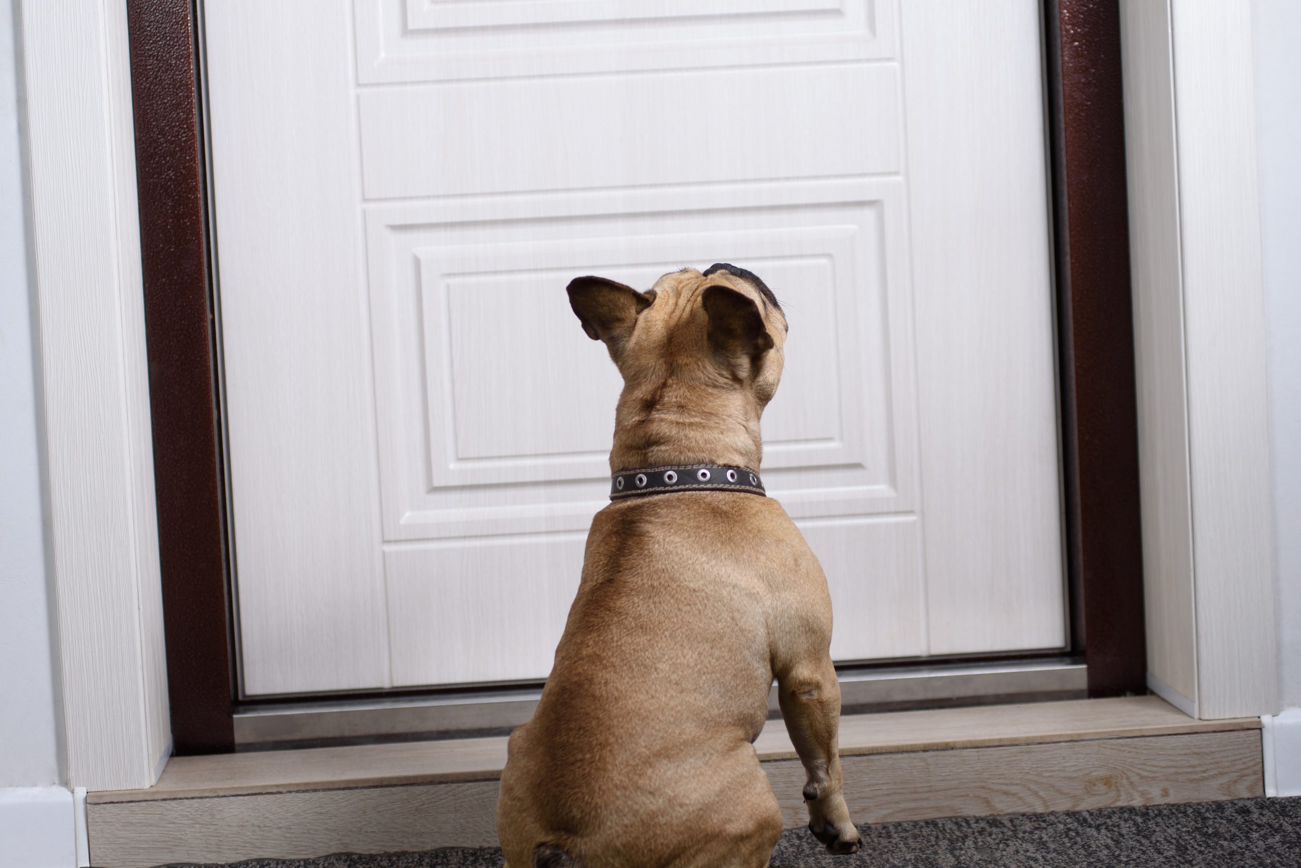 Mon chien aboie quand je suis absent Causes et Solutions