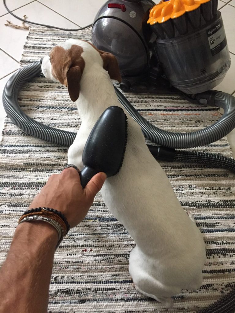 exemple brosse aspirateur chien