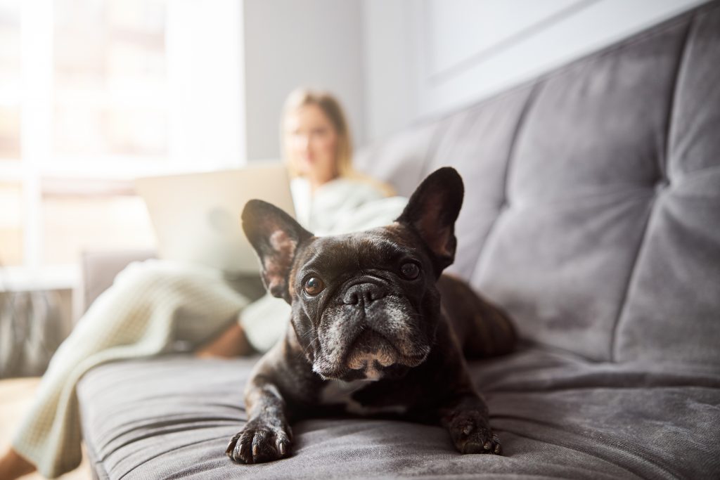 Chien bouledogue français