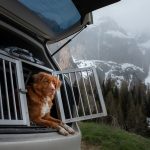 Voyager en voiture avec son chien : Guide complet