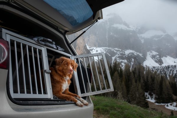 Voyager avec son chien en voiture, camping-car, van