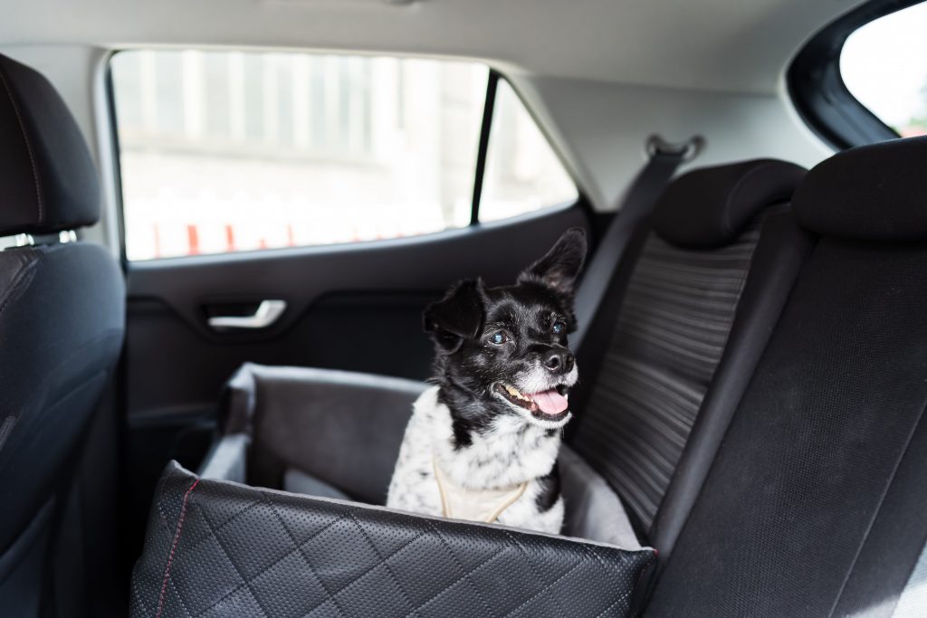 chien dans une caisse sécurisée dans la voiture