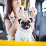 Voyager en bus avec son chien : compagnies et formalités