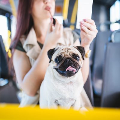 Voyager en bus avec son chien : conditions et formalités