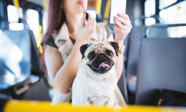 Voyager en bus avec son chien : compagnies et formalités