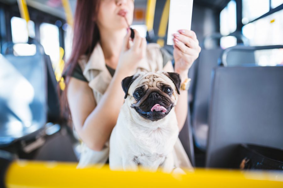 Voyager en bus avec son chien