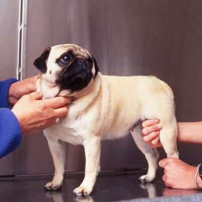 Arthrose chez le chien : causes, symptômes et traitement
