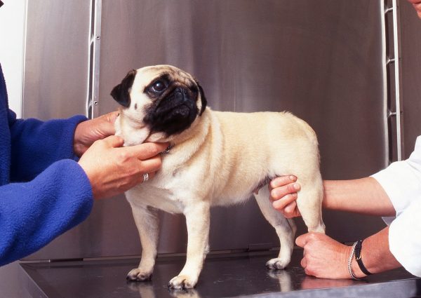 Arthrose chez le chien : causes, symptômes et traitement