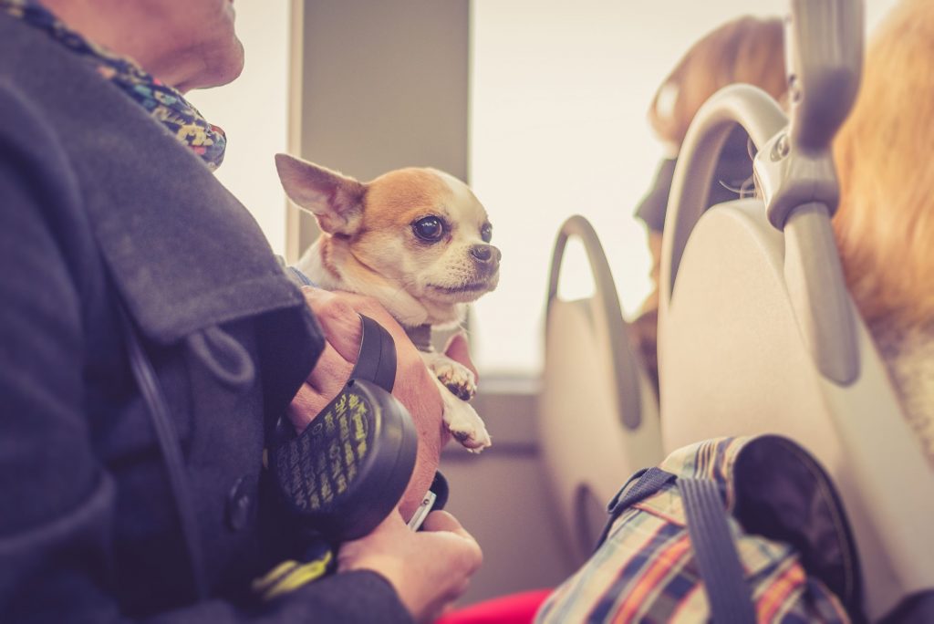 Chihuahua dans les bras de son maître dans un bus