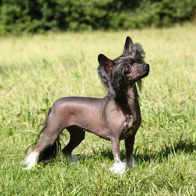 chien chinois à crète