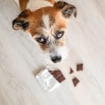 Les dangers du chocolat chez le chien