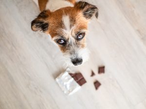 Les dangers du chocolat chez le chien