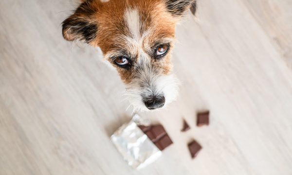 Mon chien a mangé du chocolat ! Que dois-je faire ?