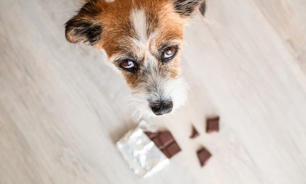 Les dangers du chocolat chez le chien