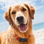 Un collier GPS Weenect est-il vraiment efficace sur son chien ?
