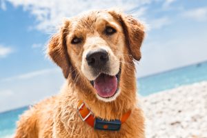 Un collier GPS Weenect est-il efficace sur son chien ?