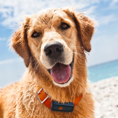 Un collier GPS Weenect est-il vraiment efficace sur son chien ?