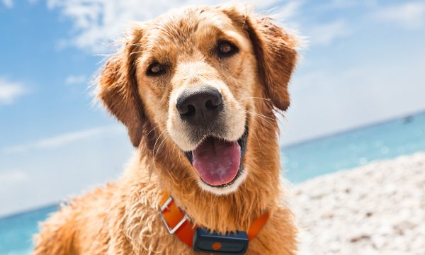 Un collier GPS Weenect est-il efficace sur son chien ?