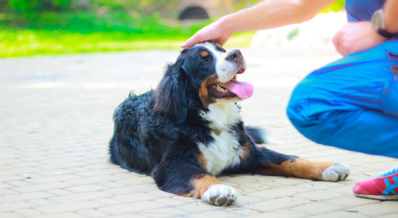 Quand faire appel à un comportementaliste canin ?