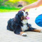 Quand faire appel à un comportementaliste canin ?