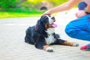 Quand faire appel à un comportementaliste canin ?
