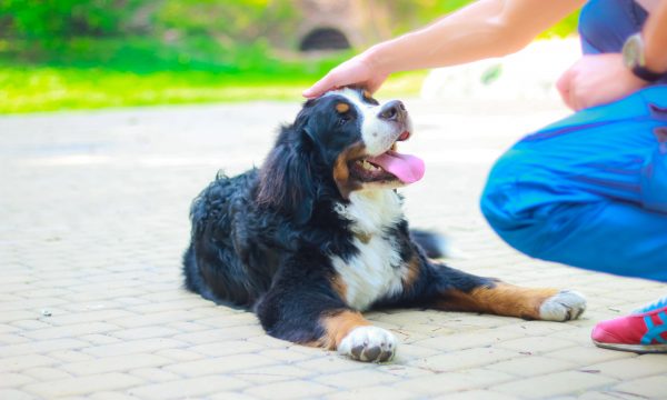 Quand faire appel à un comportementaliste canin ?