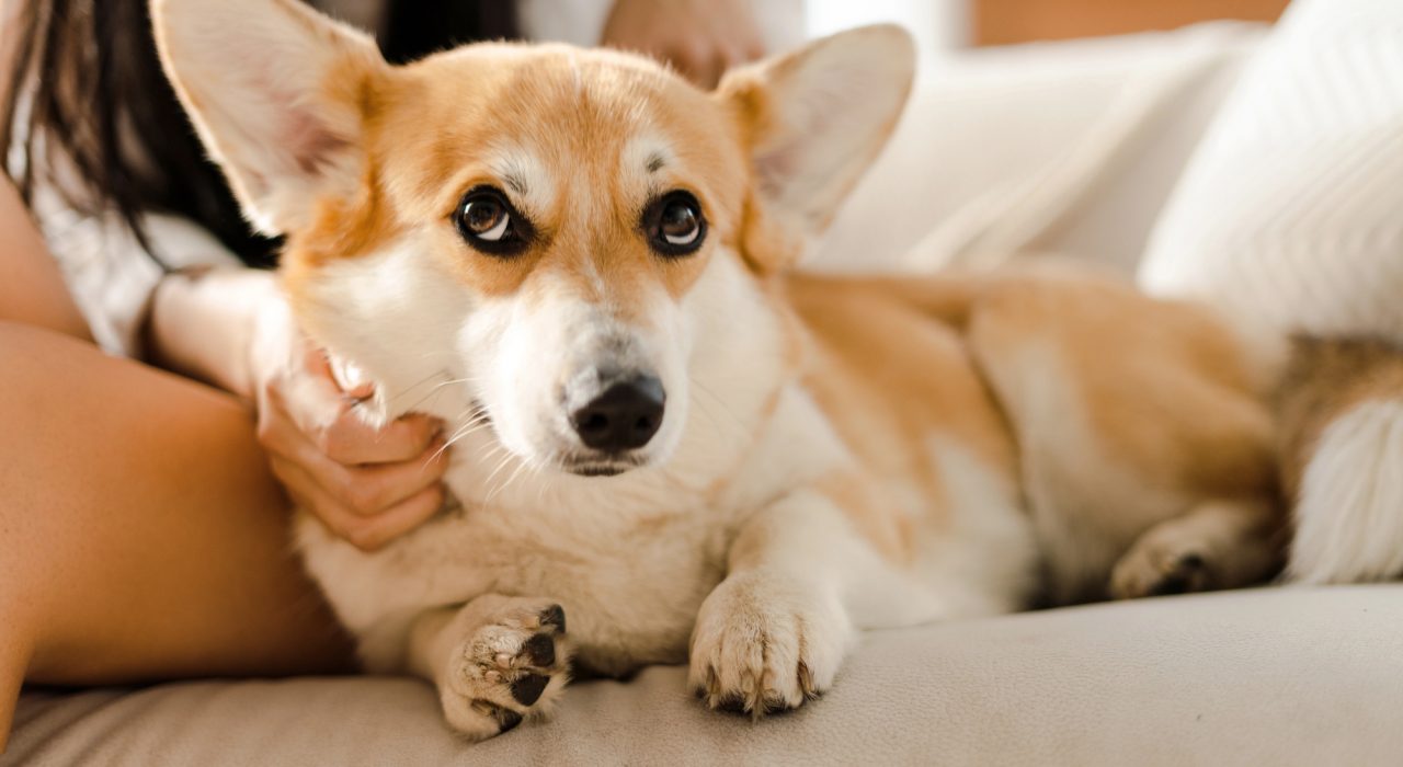 Assurance animaux : à quel âge souscrire une mutuelle pour son chiot ?