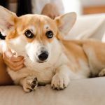 Assurance animaux : à quel âge souscrire une mutuelle pour son chiot ?