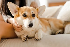 Assurance animaux : à quel âge souscrire une mutuelle pour son chiot ?
