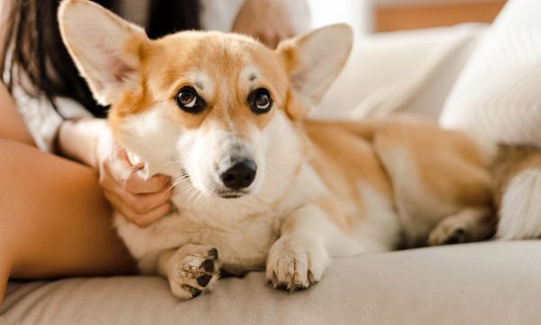 Assurance animaux : à quel âge souscrire une mutuelle pour son chiot ?