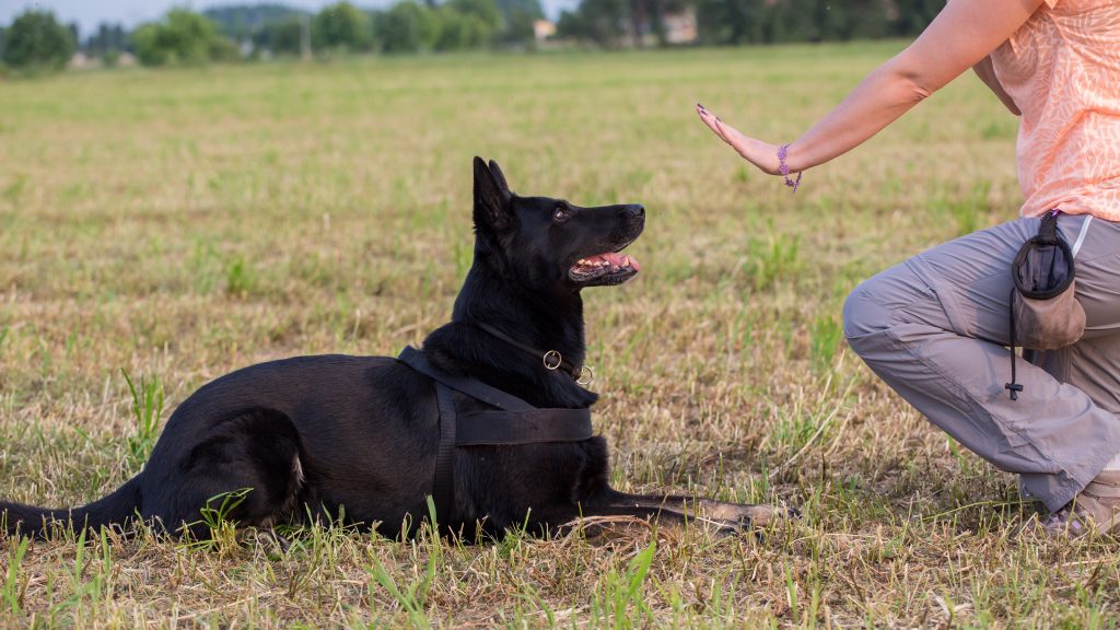 Chien couché qui répond à un ordre