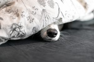 Pourquoi mon chien dort sous les couvertures ?
