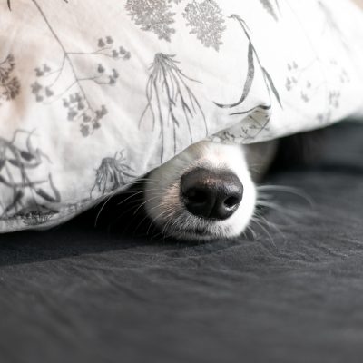 Pourquoi mon chien dort sous les couvertures ?