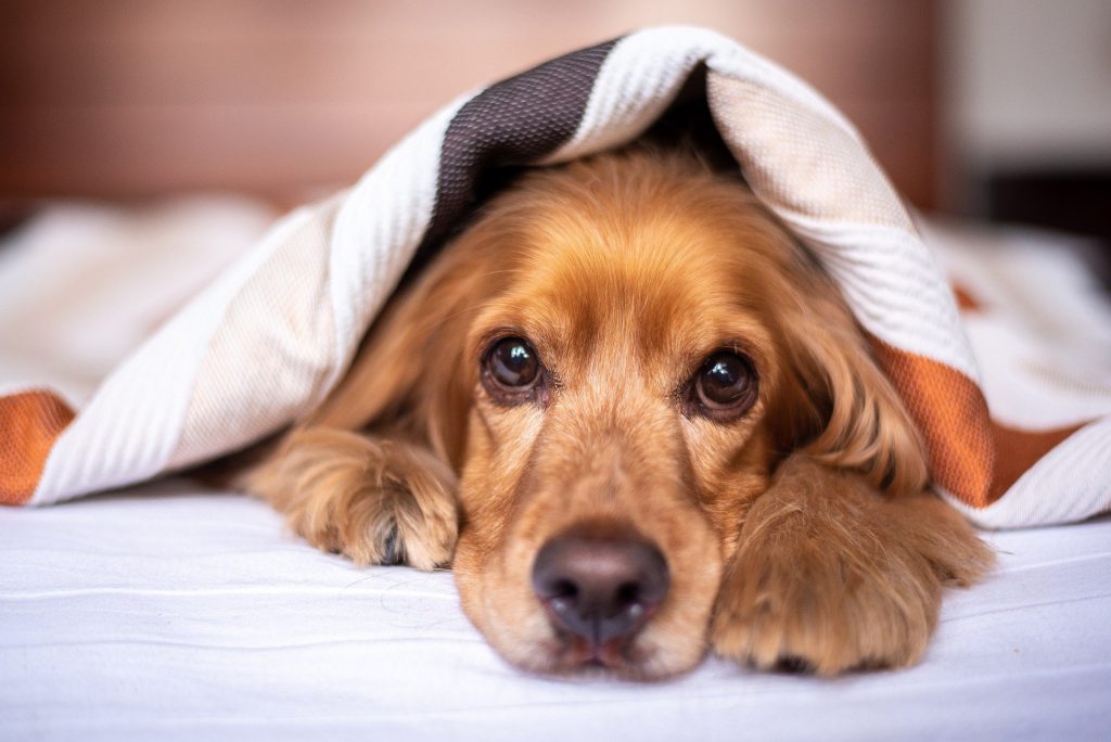 chien qui a froid sous une couverture