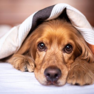 Coup de froid chez le chien : symptômes & traitement