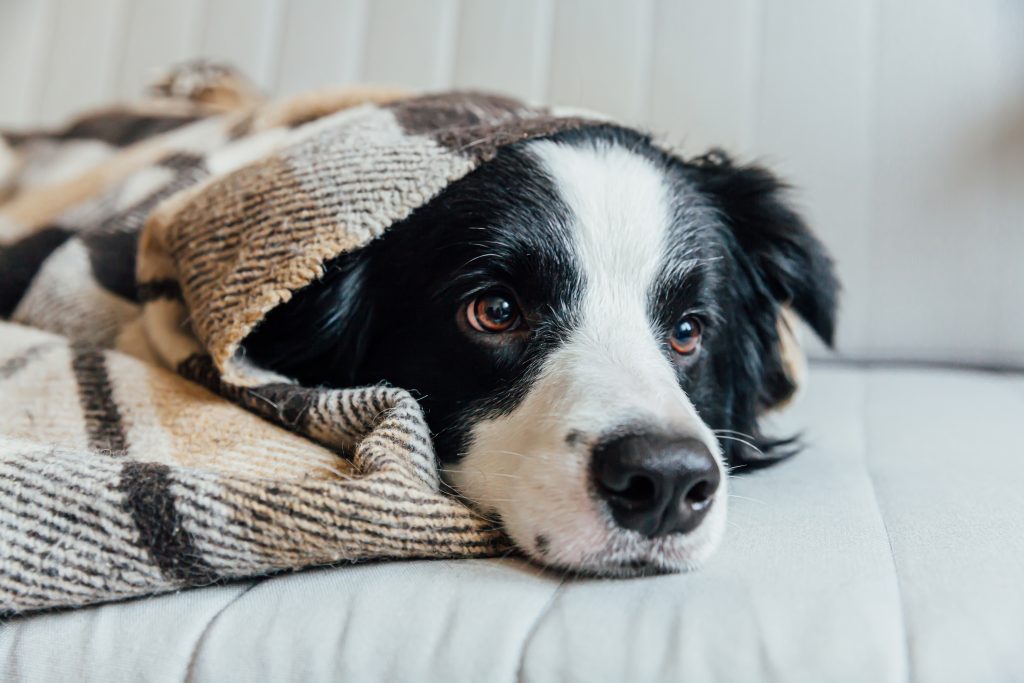 Chien sous une couverture