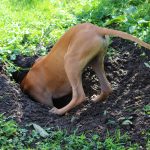 Le chien qui fait des trous