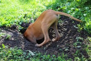 Le chien qui fait des trous