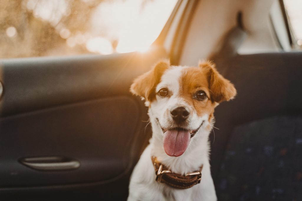 Chien dans une voiture