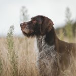 Assurance chien de chasse: laquelle choisir ?
