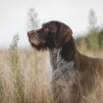 Quelle assurance choisir pour assurer un chien de chasse ?